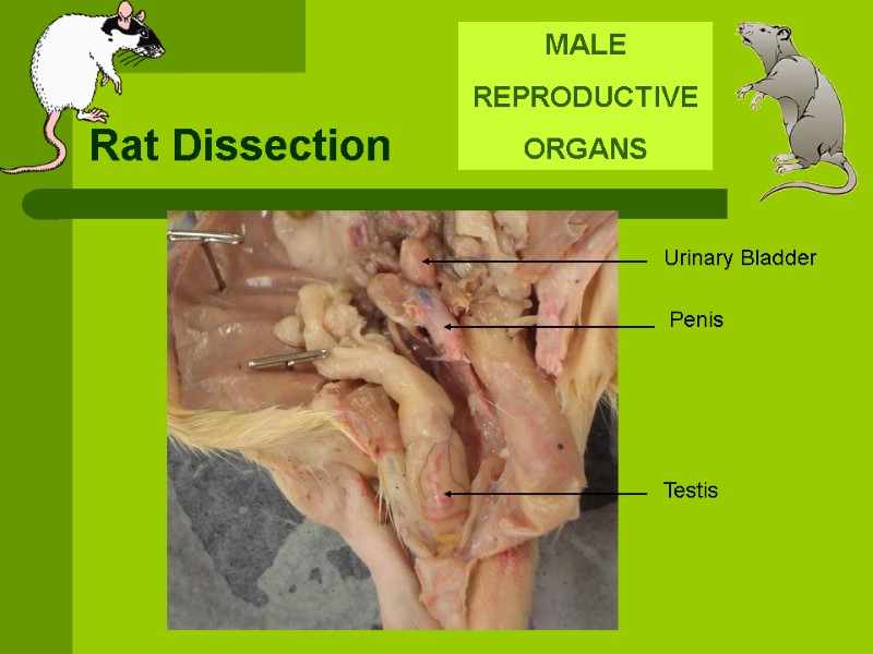 Rat Dissection MALE REPRODUCTIVE ORGANS  Penis Testis Urinary Bladder